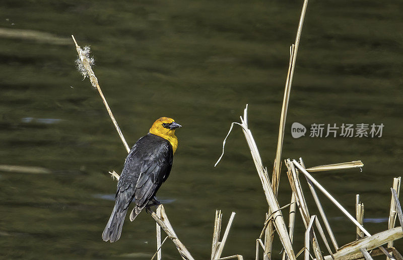 黄头黑鸟(Xanthocephalus Xanthocephalus)是一种中等大小的黑鸟，在黄石国家公园的水边被发现。怀俄明。雄性鸟。